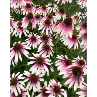 Echinacea purpurea 'Fountain Pink Eye' – Bíbor kasvirág