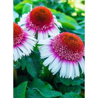 Echinacea 'Strawberry and Cream' – Kasvirág