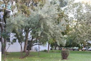 Elaeagnus angustifolia – Keskenylevelű ezüstfa