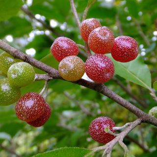 Elaeagnus umbellata 'Pontilla Amoroso' – Pirostermésű ezüstfa