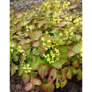 Epimedium perralchicum 'Frohnleiten' – Püspöksüveg, tündérvirág