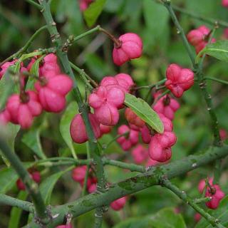 Euonymus europaeus – Csíkos kecskerágó