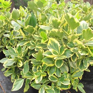 Euonymus fortunei 'Canadale Gold' - Arany kúszó kecskerágó