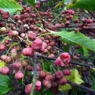 Euonymus hamiltonianus subsp. maackii