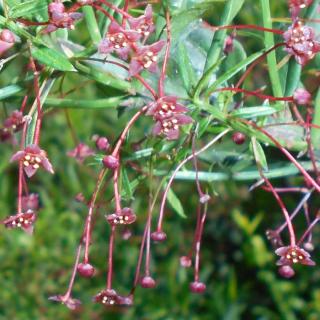 Euonymus nanus – Törpe, Turkesztáni kecskerágó