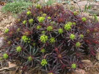 Euphorbia cyparissias 'Fens Ruby' – Farkas kutyatej