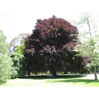 Fagus sylvatica 'Atropunicea' - Vérbükk