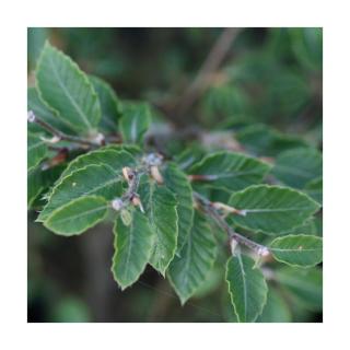 Fagus sylvatica 'Felderbach' – Bükk