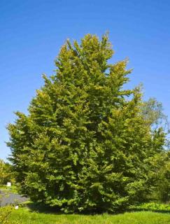 Fagus sylvatica - Közönséges bükk