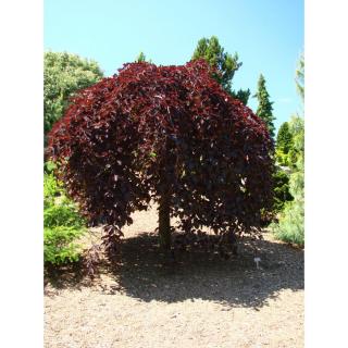 Fagus sylvatica 'Purpurea Pendula' - Csüngő vörös bükk