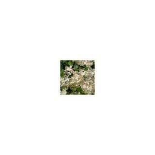 Fallopia aubertii - Kínai iszalag