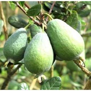 Feijoa sellowiana - Mirtuszdió