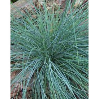 Festuca glauca 'Uchte'- Deres csenkesz