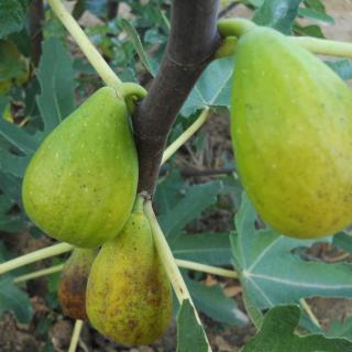 Ficus carica 'Dalmatie' (syn.:'Birnenfeige', 'Blanche Navello', 'Du Japon', 'San Pietro') – Füge