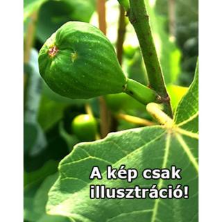 Ficus carica 'San Piero Mirko' – Füge