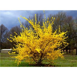 Forsythia intermedia - Aranycserje (helytelenül: aranyeső, aranyvessző)