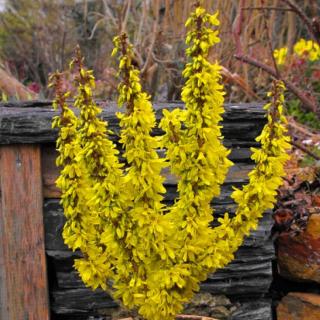 Forsythia intermedia 'Nimbus'® – Aranycserje