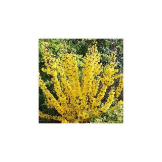 Forsythia 'Mikador' – Aranycserje