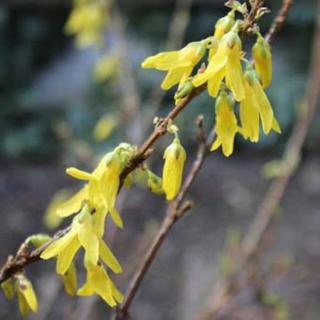 Forsythia x intermedia 'Era' – Aranycserje