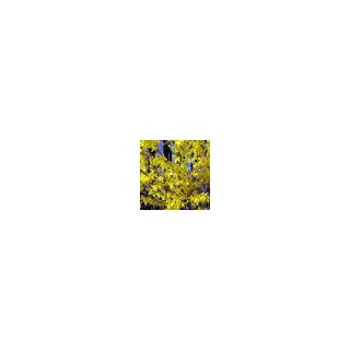 Forsythia  x intermedia 'Flojor (Minigold)' – Törpe aranycserje