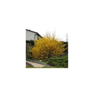 Forsythia x intermedia 'Spectabilis' – Aranycserje (helytelenül: aranyeső, aranyvessző)