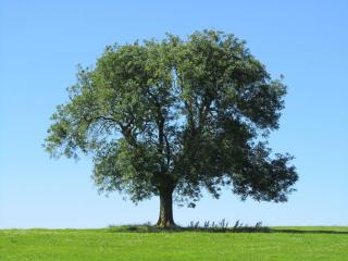 Fraxinus excelsior – Magas kőris