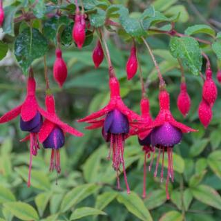Fuchsia 'Tom Thumb' – Fukszia