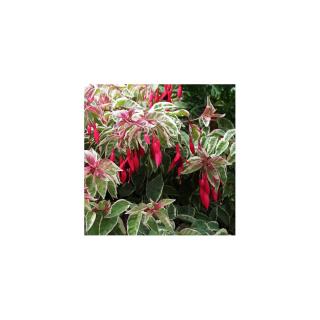 Fuchsia 'Tom West' – Fukszia