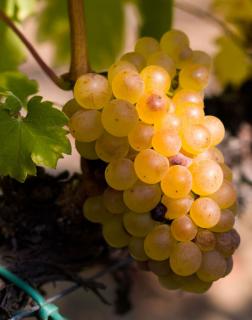 'Furmint' fehér borszőlő