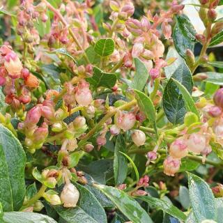 Gaulnettya wisleyensis 'Jingle Bells'