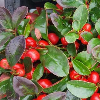Gaultheria procumbens – Kúszó fajdbogyó