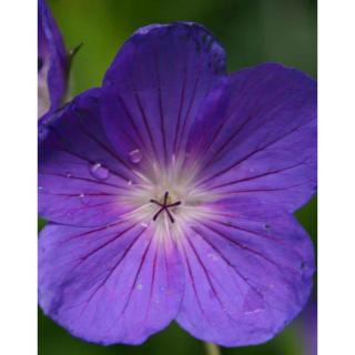 Geranium hybride 'Orion' – Hibrid gólyaorr