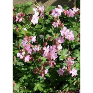 Geranium macrorrhizum 'Ingwersen's Variety' - Illatos gólyaorr (világos rózsaszín)