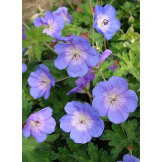 Geranium 'Rozanne' (régi: 'Jolly Bee') – Gólyaorr