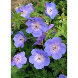 Geranium 'Rozanne' (régi: 'Jolly Bee') – Gólyaorr