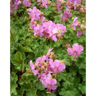 Geranium x cantabrigiense 'Karmina' – Angol gólyaorr