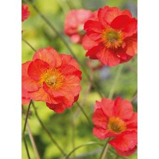 Geum hybridum 'Tempest Scarlet' - Gyömbérgyökér