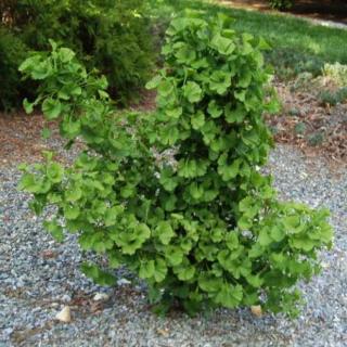 Ginkgo biloba 'Jehosephat' – Törpe páfrányfenyő