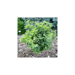 Ginkgo biloba 'Trol' – Páfrányfenyő