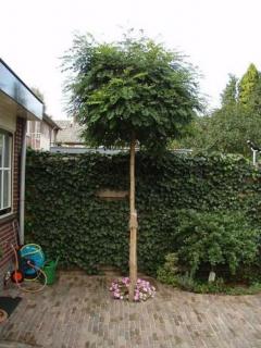 Gleditsia triacanthos 'Globosa' - Gömb krisztustövis