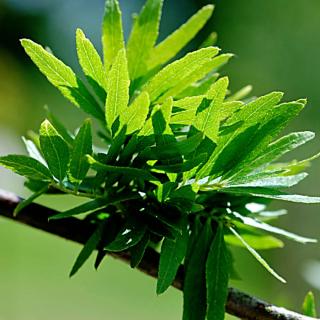 Gleditsia triacanthos 'Goofy' – Krisztustövis, lepényfa