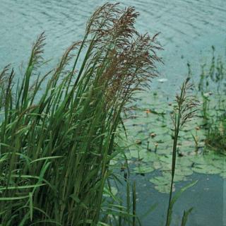 Glyceria maxima – Harmatkása