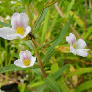 Gratiola officinalis – Csikorgófű