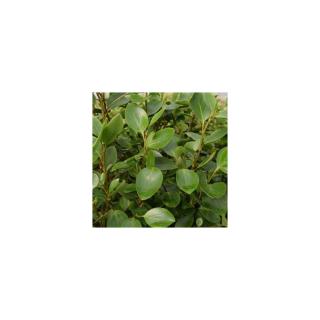 Griselinia littoralis 'Green Horizon'® – Valódi partisom