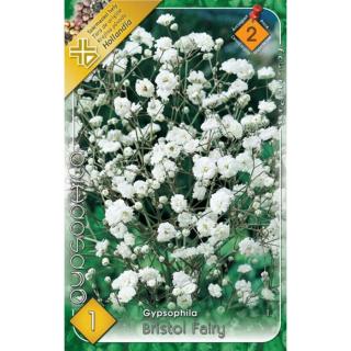 Gypsophila paniculata 'Bristol Fairy' - Teltvirágú fátyolvirág