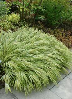 Hakonechloa macra 'Aureola' – Szálkafű