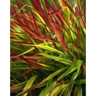 Hakonechloa macra 'Mulled Wine' – Szálkafű