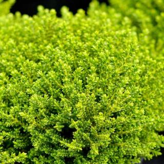 Hebe 'Emerald Gem' – Veronikacserje