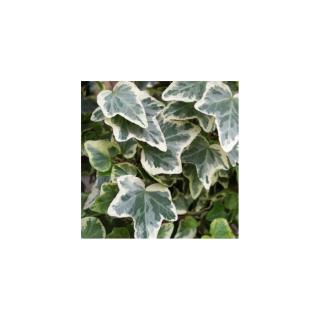Hedera helix 'Glacier' - Fehér-tarka borostyán