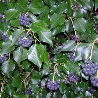 Hedera helix 'Hibernica' - Ír borostyán